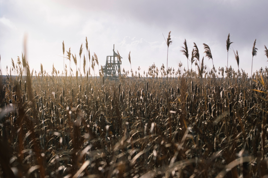 Main image Among the Grass